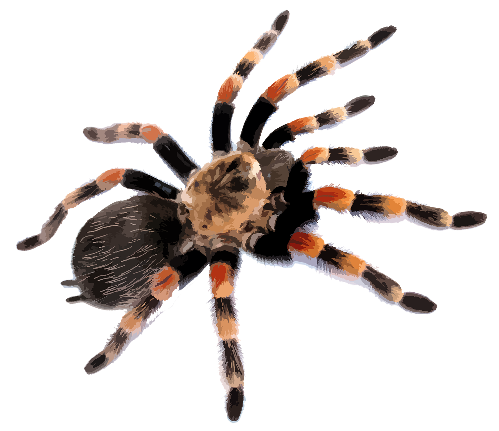 Brachypelma smithi